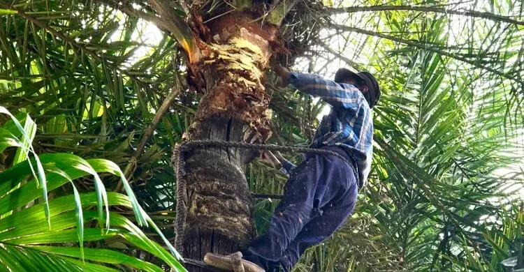 খেজুরের রস সংগ্রহে ব্যস্ত গাছিরা